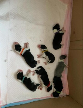 狗狗第一胎一般生几个？狗狗第一胎一般生几个小狗（最新）