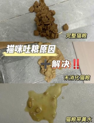 猫咪吃猫粮吐了为什么？小猫咪吃猫粮吐了为啥（最新）
