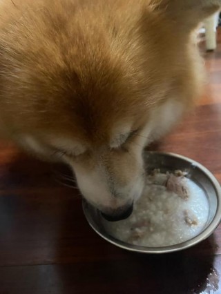 狗狗能吃稀饭吗，（狗狗可以吃点稀饭吗）
