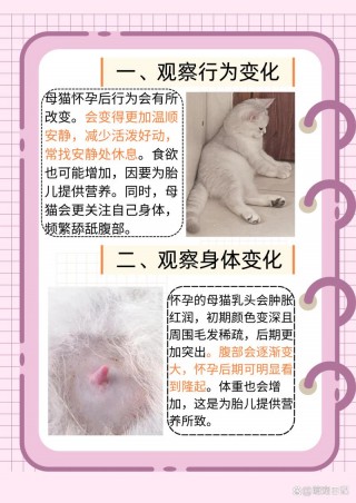 怎么确定猫咪怀孕，如何断定猫咪怀孕？