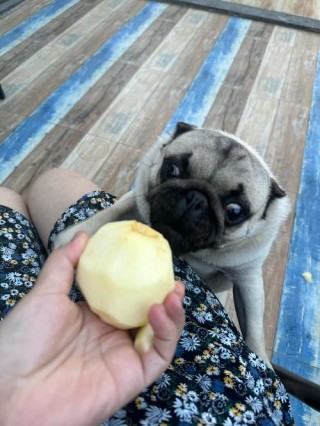 三个月的狗狗能吃苹果吗？三个月的狗狗可以吃苹果吗?（最新）