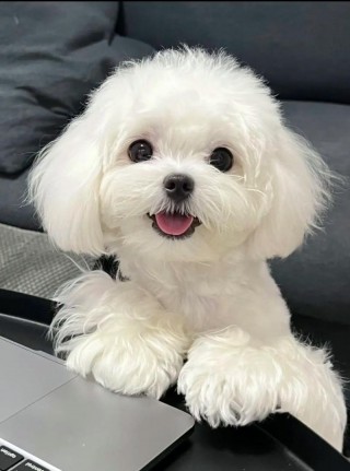 什么品种的狗狗好养？啥品种的狗好养（最新）