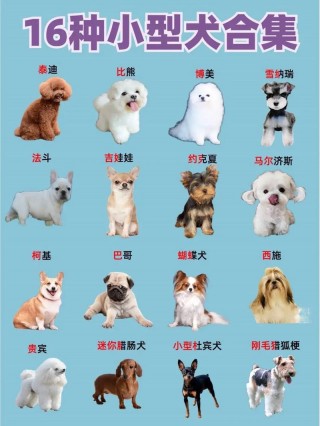 适合女生养的狗狗品种？适合女生饲养的狗（最新）