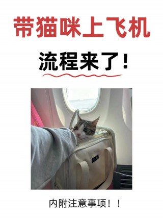 猫咪可以坐飞机吗？猫咪可以坐飞机吗 需要什么手续（最新）