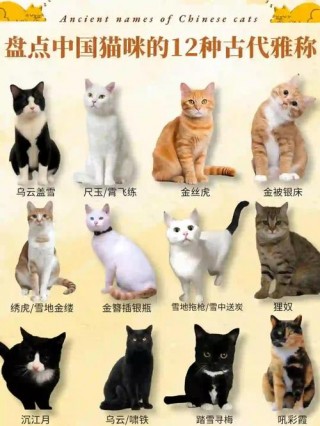 猫猫叫什么名字，（猫猫叫什么名字好呢）