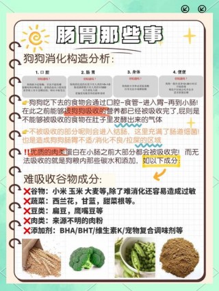 狗狗拉屎很臭为什么？狗狗拉的屎超级臭为什么（最新）