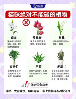 猫咪不能吃的植物，（猫不能吃哪种植物）