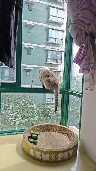 猫咪腿摔瘸了怎么办，（猫咪腿摔瘸了怎么办图片）