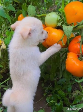 狗狗能吃小柿子吗，狗狗可以吃小柿子吗?？