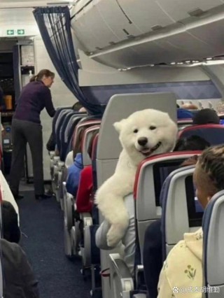 坐高铁能带狗狗吗？坐高铁能带狗吗?（最新）