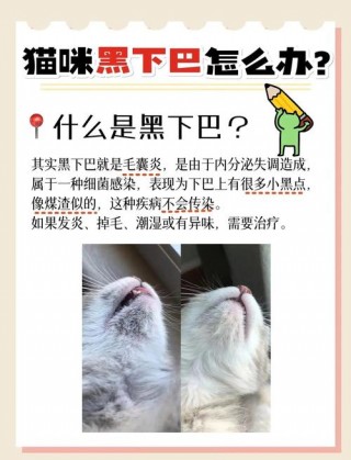 猫咪黑下巴会疼吗，（猫咪黑下巴会不会自己好）