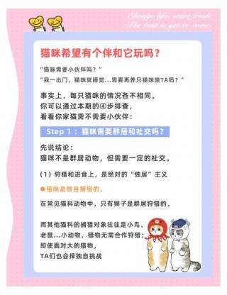 猫咪需要玩伴吗，（猫咪需要玩伴么）