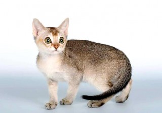 世界上最小的猫咪？世界上最小的猫咪图片（最新）