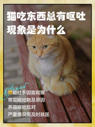 猫咪发抖是怎么回事？猫咪不冷但是一直在打哆嗦（最新）
