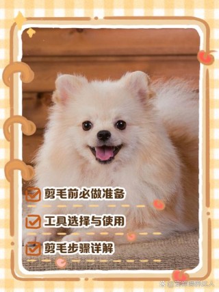 怎样让狗狗安静的剪毛，（怎样让狗狗安静的剪毛呢）