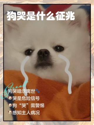 狗狗哭是怎么回事，狗哭是怎么了？