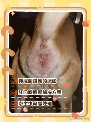 狗狗肛门痒怎么办，（狗狗肛门痒是什么情况请问）