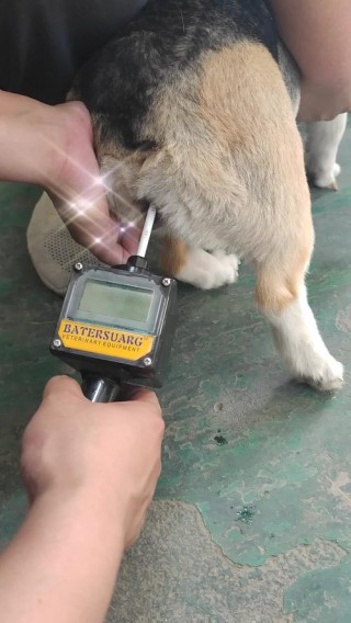 狗狗发情期多长时间，（狗狗发情期多长时间消退）