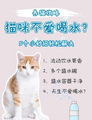 猫咪不吃饭只喝水，猫咪不吃饭只喝水能活几天？