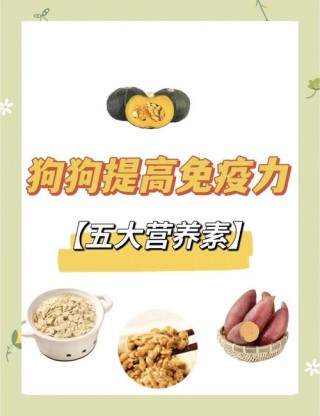 如何提高狗狗免疫力？如何提高狗狗免疫力的方法（最新）