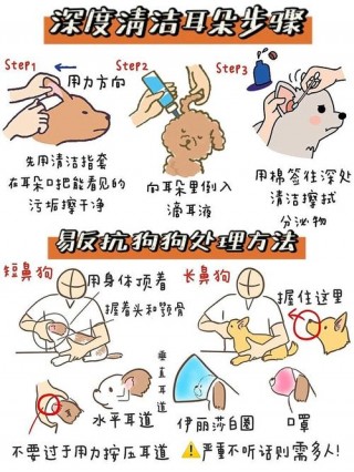 怎样给狗狗清理耳朵，怎样给狗狗清理耳朵视频？