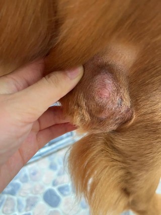 狗狗后腿肌肉拉伤表现？狗狗后腿肌肉拉伤怎么办（最新）