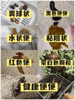 猫咪大便干燥怎么办，猫咪大便干燥怎么办? 养宠小知识？