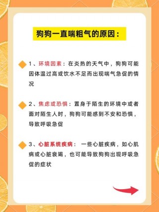 狗狗出气很臭怎么办，（狗狗出气臭是怎么回事）