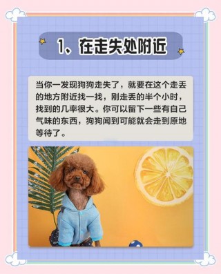 狗狗掉了怎么找回来？狗掉了怎么快速找回（最新）