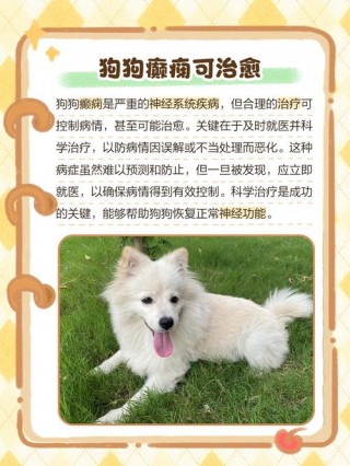 狗狗癫疯怎么治疗，狗狗癫疯能活多久不治疗？