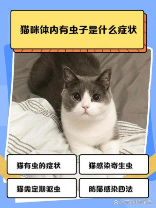 猫咪体内有虫的症状，猫体内有虫子什么症状？