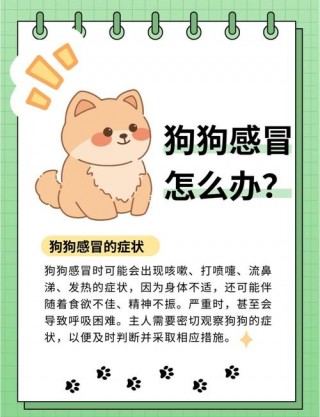 狗狗感冒会传染人吗，狗感冒会不会传染给主人？