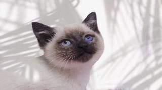 猫猫多大开始发情，一般猫多大开始发情？