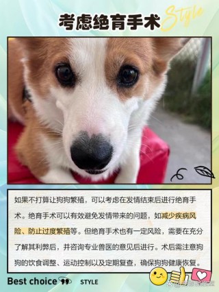 狗狗发情怎么处理，（狗狗发情处理办法）