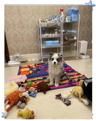 狗狗独自在家能呆几天，狗可以独自在家待几天？