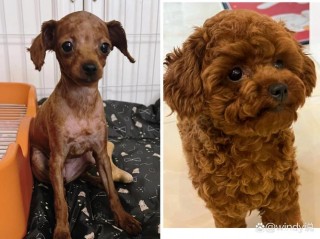 狗狗三个月可以剃毛吗，三个月的狗狗可以修剪毛发了吗？