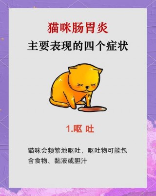 猫咪胃口不好怎么办，（猫咪开胃最简单三个药）