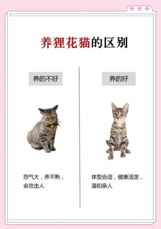 猫咪都有什么品种，（猫咪都有什么品种图片）