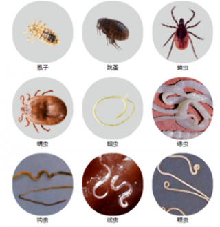 猫咪身上寄生虫，（猫咪身上寄生虫会不会到人身上）