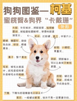 狗狗多久洗一次澡？狗狗多久洗一次澡才是最合适（最新）