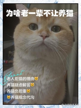 猫咪不亲人的表现？猫咪不亲近你怎么办（最新）