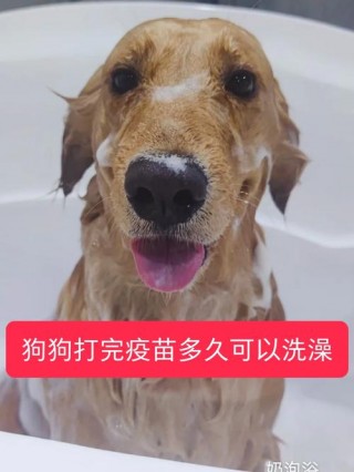 狗狗打完针多久能洗澡？狗狗打针后多久可以洗澡（最新）
