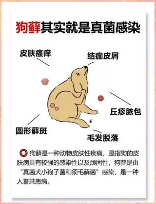 狗狗球菌怎么引起的，（狗狗球菌怎么治疗）