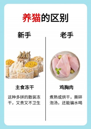 猫咪吃什么补血？猫咪吃什么补血好（最新）