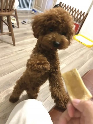 泰迪狗狗几个月算成犬，（泰迪几个月是成年狗）