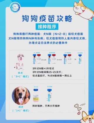 狗狗多大打狂犬疫苗，狗狗多大打狂犬疫苗第一针？