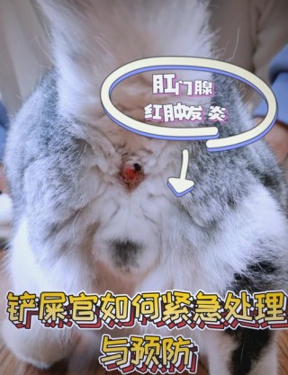 如何给狗狗挤压肛门腺，（怎样帮狗狗挤肛门腺）