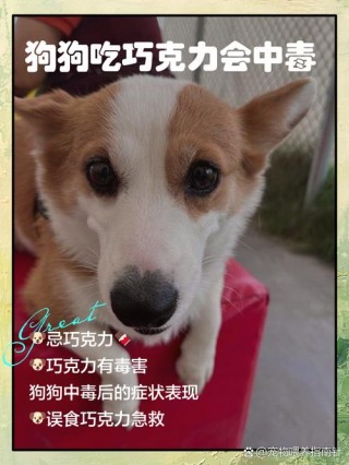 狗狗能吃爆米花吗，狗狗可以吃爆米花嘛？