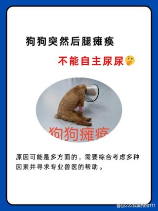 狗狗后腿无力怎么治，（狗狗后腿没力气,怎么回事?）