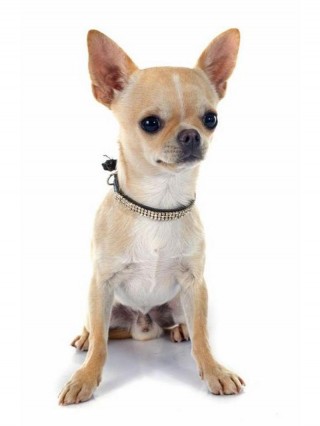 小体型狗狗品种有哪些？小体型的狗狗品种（最新）